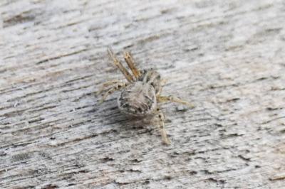 <i>Xysticus</i>