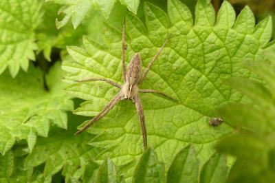 <i>Pisaura mirabilis</i>