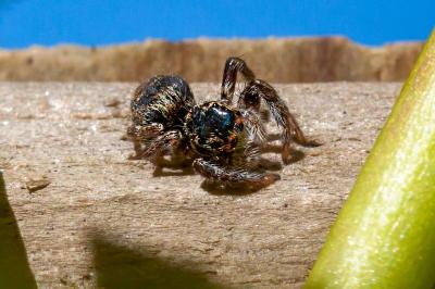 <i>Carrhotus xanthogramma</i>