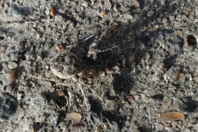 <i>Larinioides sclopetarius</i>