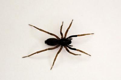 <i>Aulonia albimana</i>