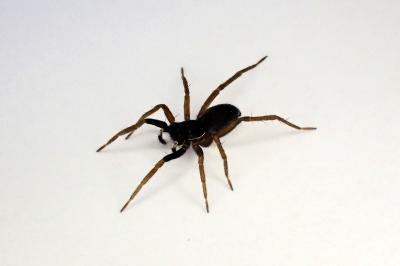 <i>Aulonia albimana</i>