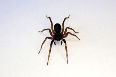 <i>Aulonia albimana</i>