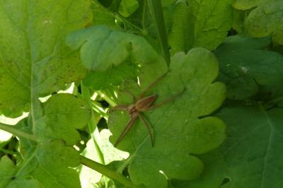 <i>Pisaura mirabilis</i>