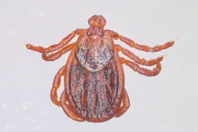 <i>Dermacentor reticulatus</i>