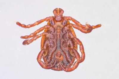 <i>Dermacentor reticulatus</i>