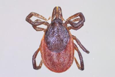<i>Ixodes ricinus</i>