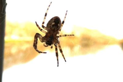 <i>Araneus</i>
