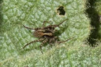 <i>Pardosa</i>
