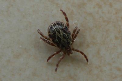 <i>Dermacentor</i>