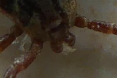 <i>Dermacentor</i>