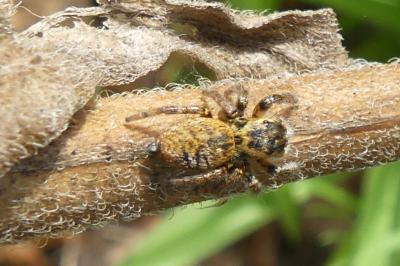 <i>Carrhotus xanthogramma</i>