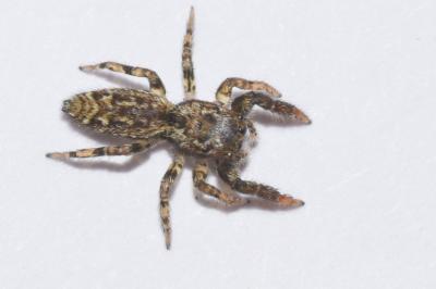 <i>Marpissa muscosa</i>
