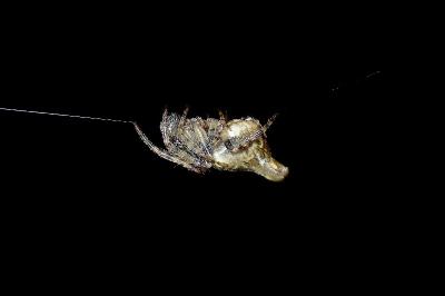 <i>Cyclosa</i>