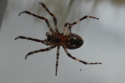 <i>Araneus</i>