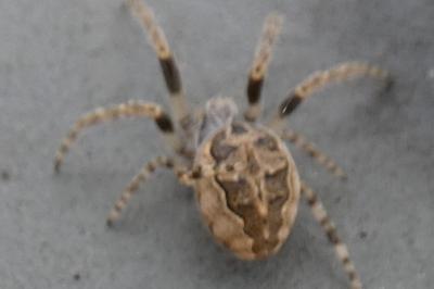 <i>Larinioides</i>