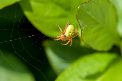 <i>Araniella</i>