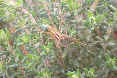 <i>Pisaura mirabilis</i>