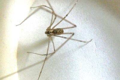 <i>Holocnemus pluchei</i>