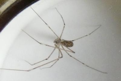 <i>Holocnemus pluchei</i>