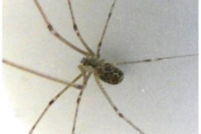 <i>Holocnemus pluchei</i>