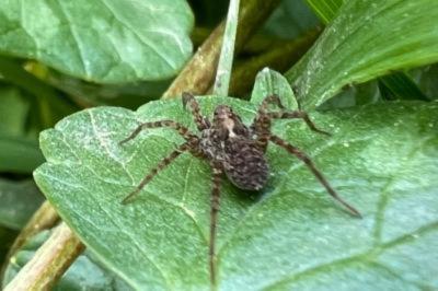 <i>Pardosa</i>