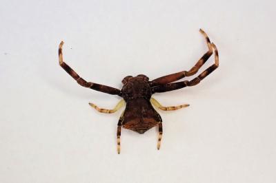 <i>Pistius truncatus</i>