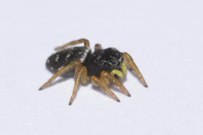 <i>Heliophanus</i>