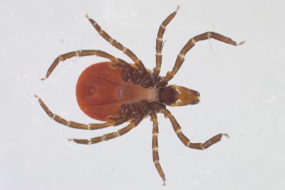 <i>Ixodes ricinus</i>