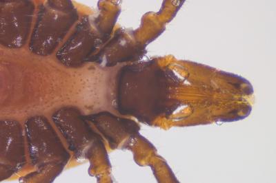 <i>Ixodes ricinus</i>