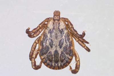 <i>Dermacentor marginatus</i>