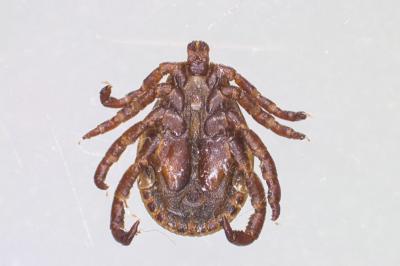 <i>Dermacentor marginatus</i>