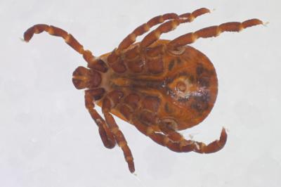 <i>Dermacentor reticulatus</i>