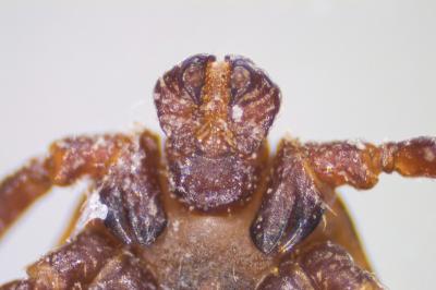 <i>Dermacentor reticulatus</i>
