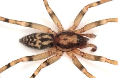 <i>Liocranum rupicola</i>