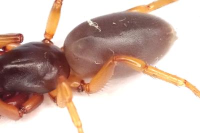<i>Dysdera erythrina</i>