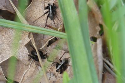<i>Pardosa</i>