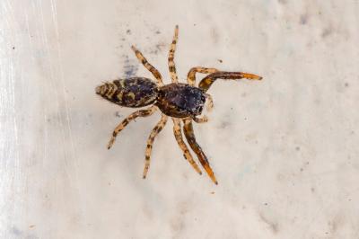 <i>Marpissa muscosa</i>