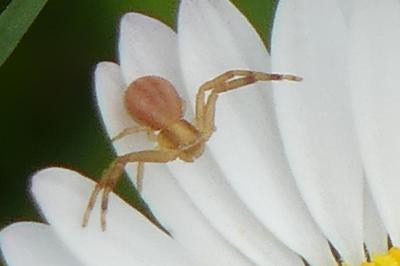 <i>Runcinia grammica</i>