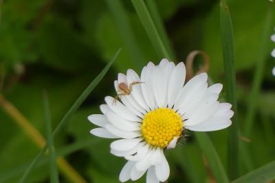 <i>Runcinia grammica</i>