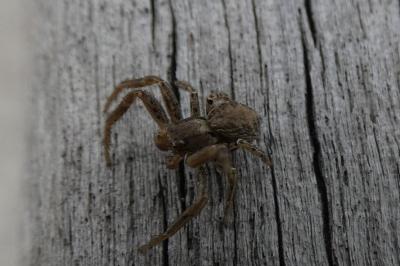 <i>Xysticus</i>