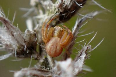 <i>Runcinia grammica</i>