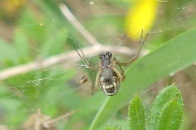 <i>Frontinellina frutetorum</i>