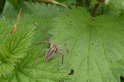 <i>Pisaura mirabilis</i>