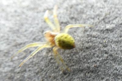 <i>Araniella</i>