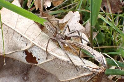 <i>Pisaura mirabilis</i>