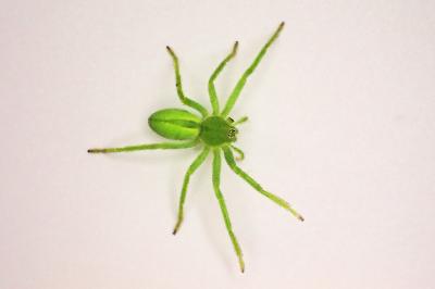 <i>Micrommata virescens</i>