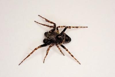 <i>Gibbaranea bituberculata</i>