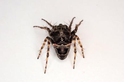 <i>Gibbaranea bituberculata</i>