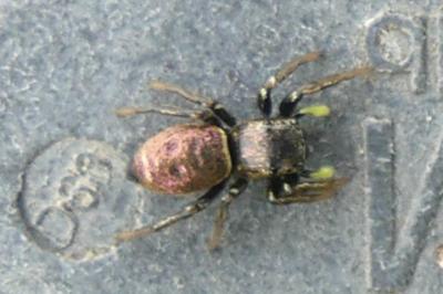 <i>Heliophanus</i>